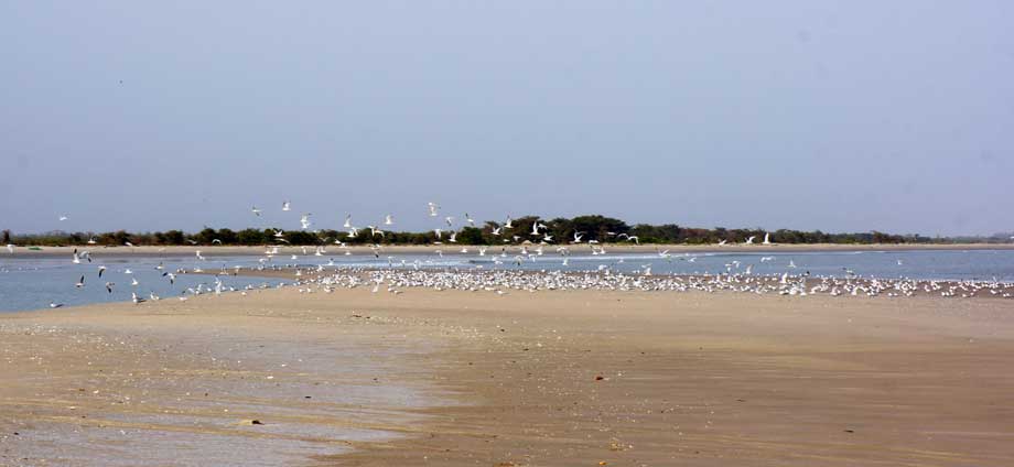 Les oiseaux sur la plage sauvage de Cap Skirring à proximité de l'hôtel vous pourrez faire de magnifique plage sauvage de cap skirring