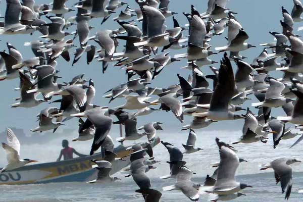 pirogue accompagnée par les mouettes
